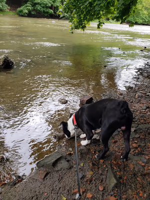 Normanskill Farm Dog Park photo 2
